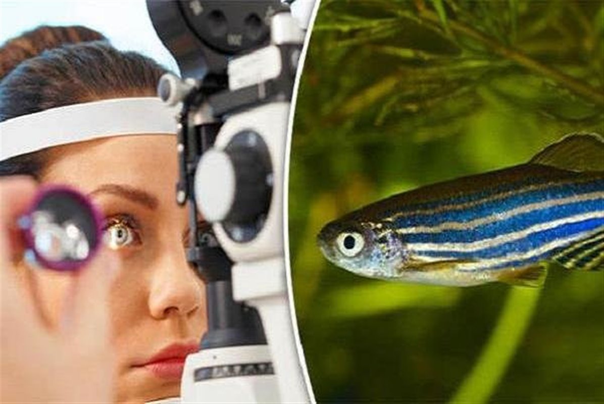 درمان نابینایی با ماده شیمیایی مغز ماهی